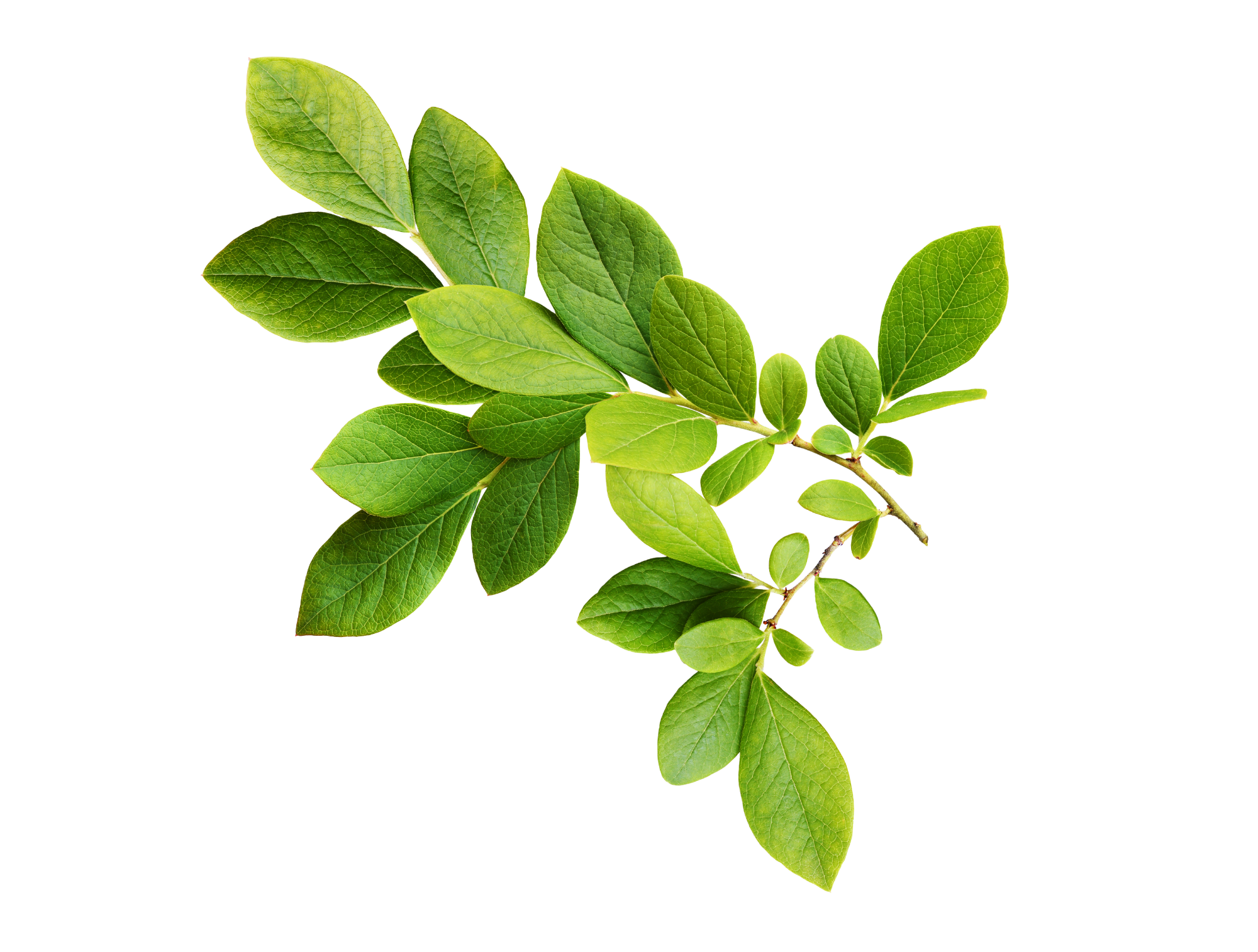 rammassage_feuilles_espace_verts_perpignan.png